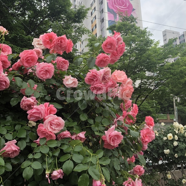 장미,장미공원,로즈,꽃,식물