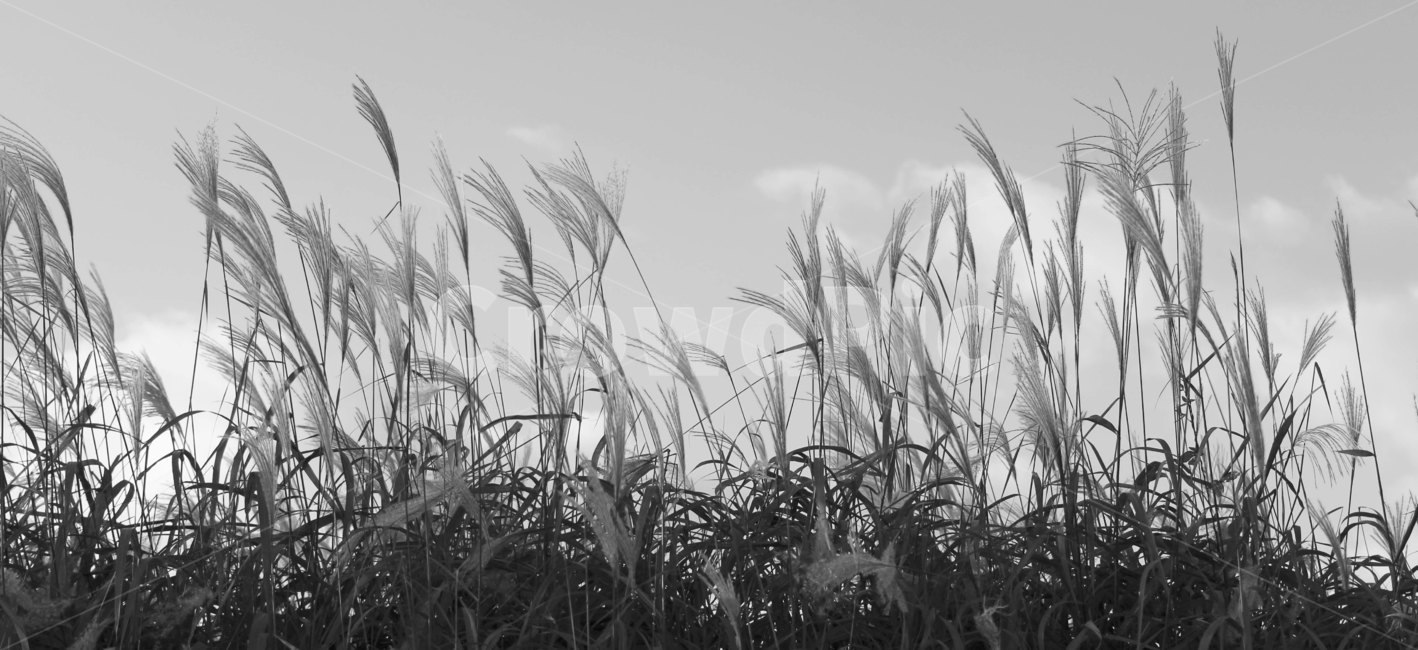 갈대,흑백,하늘,식물,plant,가을,계절,fall,autumn,season,흑백,모노톤,monochrome,black and white,grass,잔디