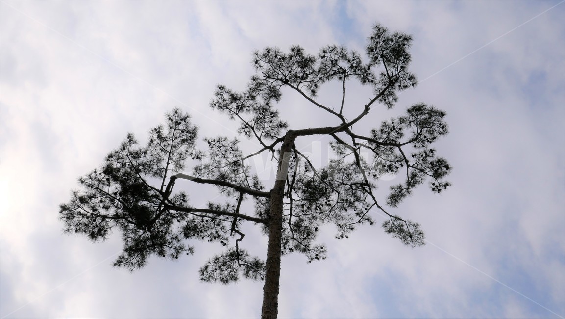 나무,식물,하늘,소나무,구름,식물,자연,plants,nature,나무,trees,wood