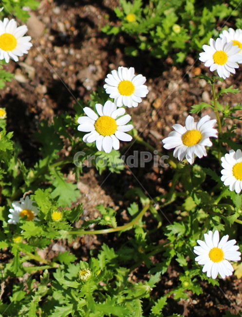 꽃,봄,하늘,오름,제주,봄,계절,spring,season,식물,자연,plants,nature,꽃,flower,plant,blossom,daisy,데이지,daisies