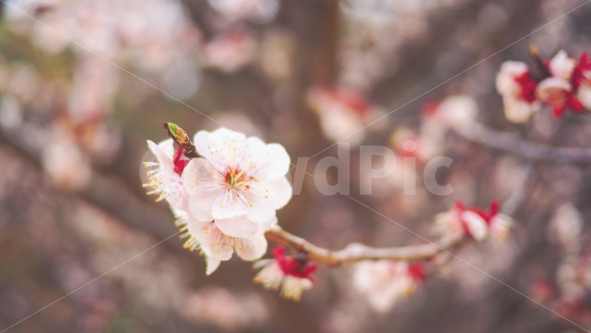 매화,꽃,봄,감성,분위기,가을,봄,계절,spring,season,식물,자연,plants,nature,꽃,flower,감성,sensible,feeling,plant