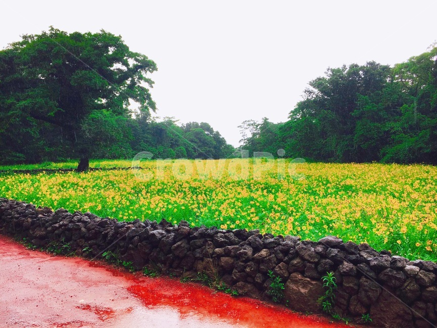 제주도,유채꽃,여유로움,편안한,돌담길,자연,풍경,봄,계절,spring,season,제주도,jeju,jeju island,field,들