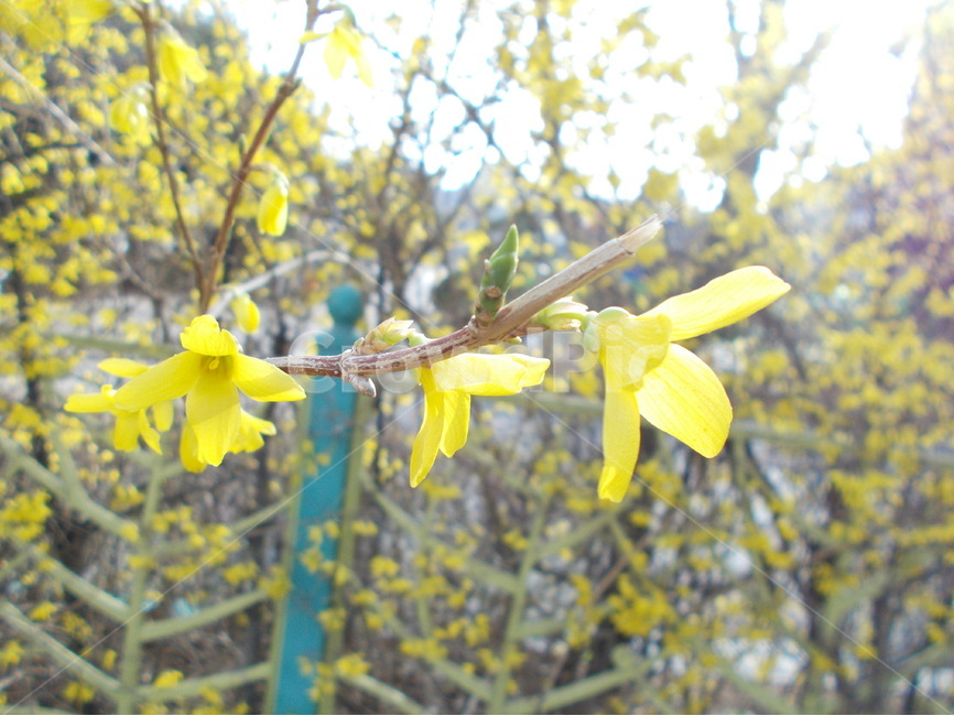 개나리,봄,노랑,꽃,울타리,자연,생명,봄,계절,spring,season,식물,자연,plants,nature,꽃,flower,plant,blossom,daffodil,수선화