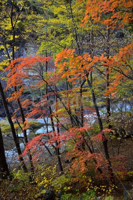 설악산,가을,풍경,단풍,탐방,국립공원,파란하늘,가을색,오색,울긋불긋,알록달록,그림같은,칼라풀,뷰티플,아름다운,힐링,감성,자연,정취,산세,명산,100대명산,nature,산,등산,트레킹,비경,경치,사진,색채,가을의정취,가을,계절,fall,autumn,season,자연,풍경,nature,landscape,한국자연풍경,한국자연경관,korea nature landscape,식물,plants,나무,trees,wood,tree,plant,maple,leaf,잎