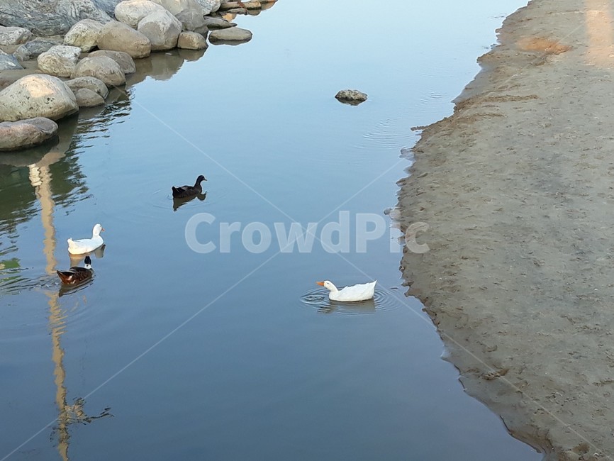 오리,바다,모래,물장난,물,동물,animal,조류,새,birds