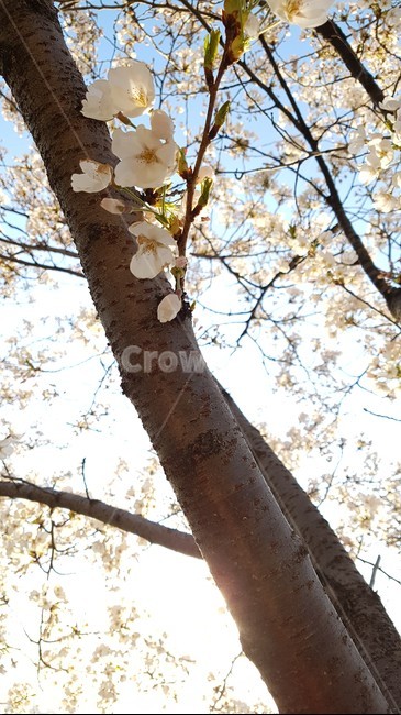 꽃,벚꽃,하늘,하늘벛꽃,아웃포커싱