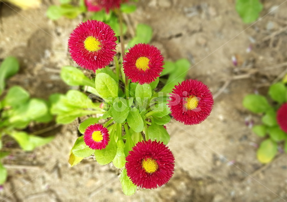 데이지,잉글리시데이지,잉글리쉬데이지,꽃,flower,식물,plant,빨간꽃,데이지꽃,blossom,봄꽃,동그란꽃