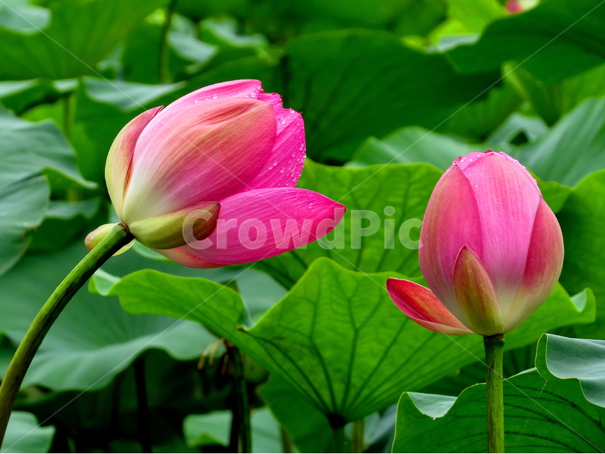 꽃,식물,연꽃,자연,lotus,식물,자연,plants,nature,꽃,flower