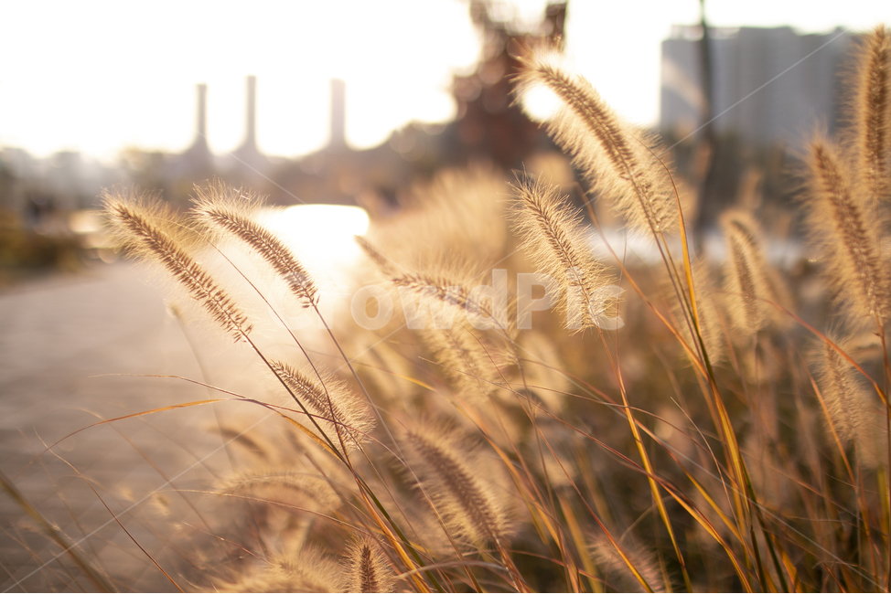 grass,잔디,plant,식물,강아지풀,가을,역광,가을,계절,fall,autumn,season