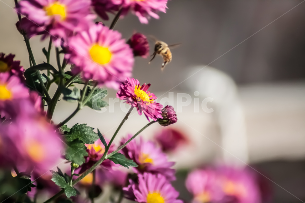 벌,꿀벌,곤충,noneybee,국화,flower,bee,꽃,식물,자연,plants,nature,꽃,flower