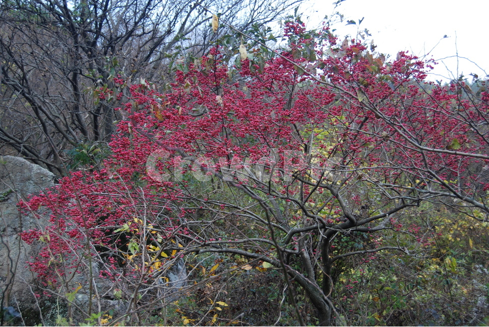 입암산,공원,자연,가을,탐방로,식물,자연,plants,nature,나무,trees,wood