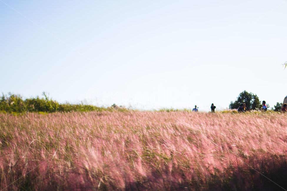 핑크뮬리,하늘공원,공원,뮬리,자연풍경,가을,분홍식물,자연,pink,핑크,nature,park,landscape,식물,분홍갈대,가을풍경,fall,autumn,가을,계절,fall,autumn,season,자연,풍경,nature,landscape,field,들,grassland,목초지,outdoors,옥외