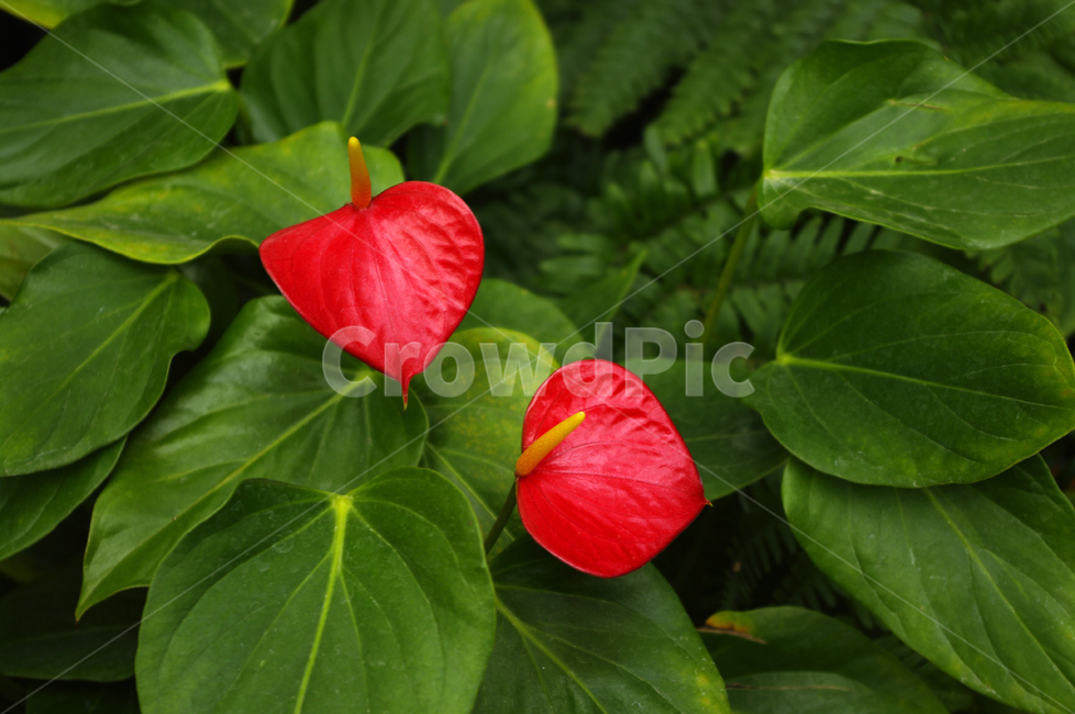 꽃,식물,flower,plant,안시리움,식물,자연,plants,nature,꽃,flower