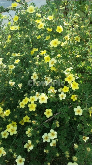꽃,노랑색,우아함,평안함,나른함,여유,식물,자연,plants,nature,꽃,flower