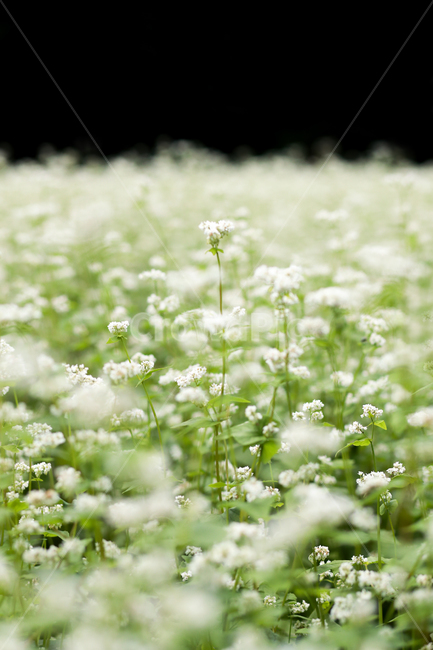 메밀,메밀꽃,메밀밭,봉평메밀,메밀꽃축제,식물,꽃,식물,자연,plants,nature,꽃,flower