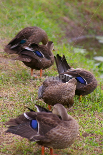 귀여운,야외,옥외,animal,동물,bird,새,waterfowl,물새,duck,오리,mallard,청둥오리,동물,animal,조류,새,birds