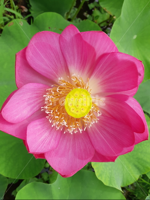 plant,식물,flower,꽃,연꽃,식물,자연,plants,nature,꽃,flower