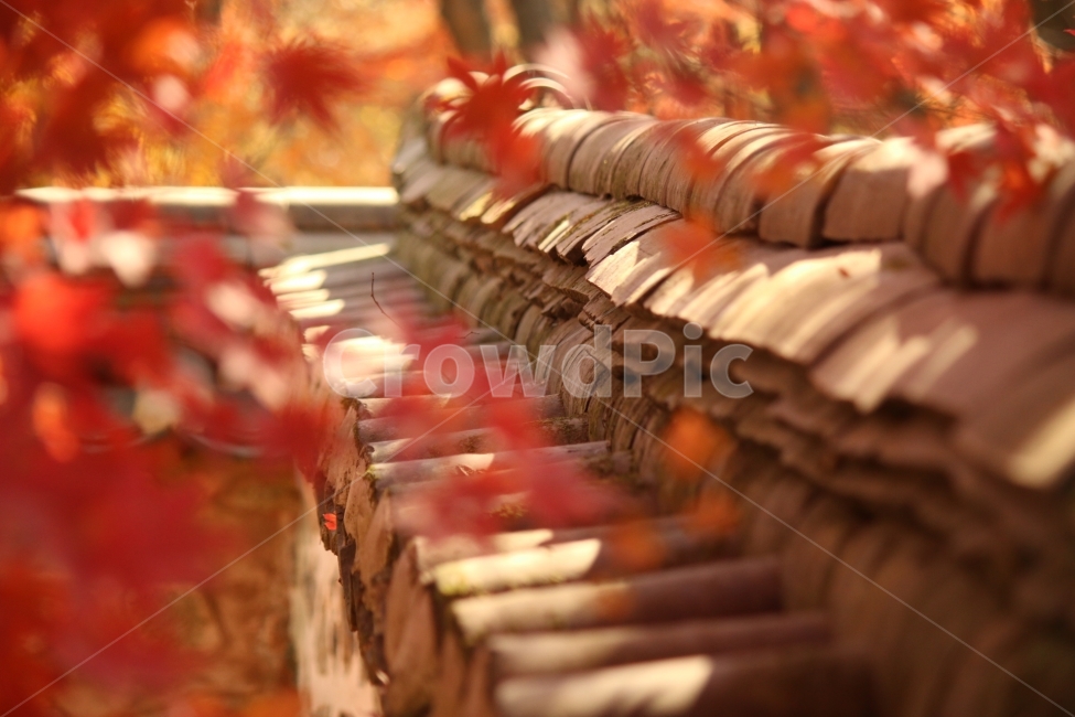 단풍,가을,담장,만추,색채,가을,계절,fall,autumn,season,한국자연풍경,한국자연경관,korea nature landscape,감성,sensible,feeling