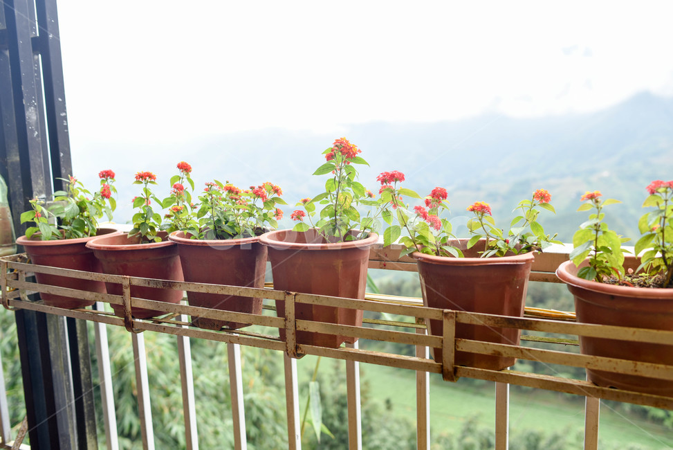 꽃,화분,색깔,초록,산,자연,사물,실내용화초,화분,화초,house plant