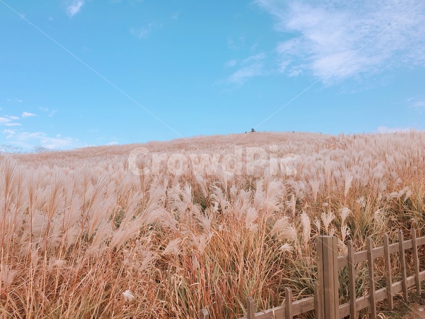 가을,억새,자연,풍경,평화,자연,풍경,nature,landscape,grass,잔디,plant,식물