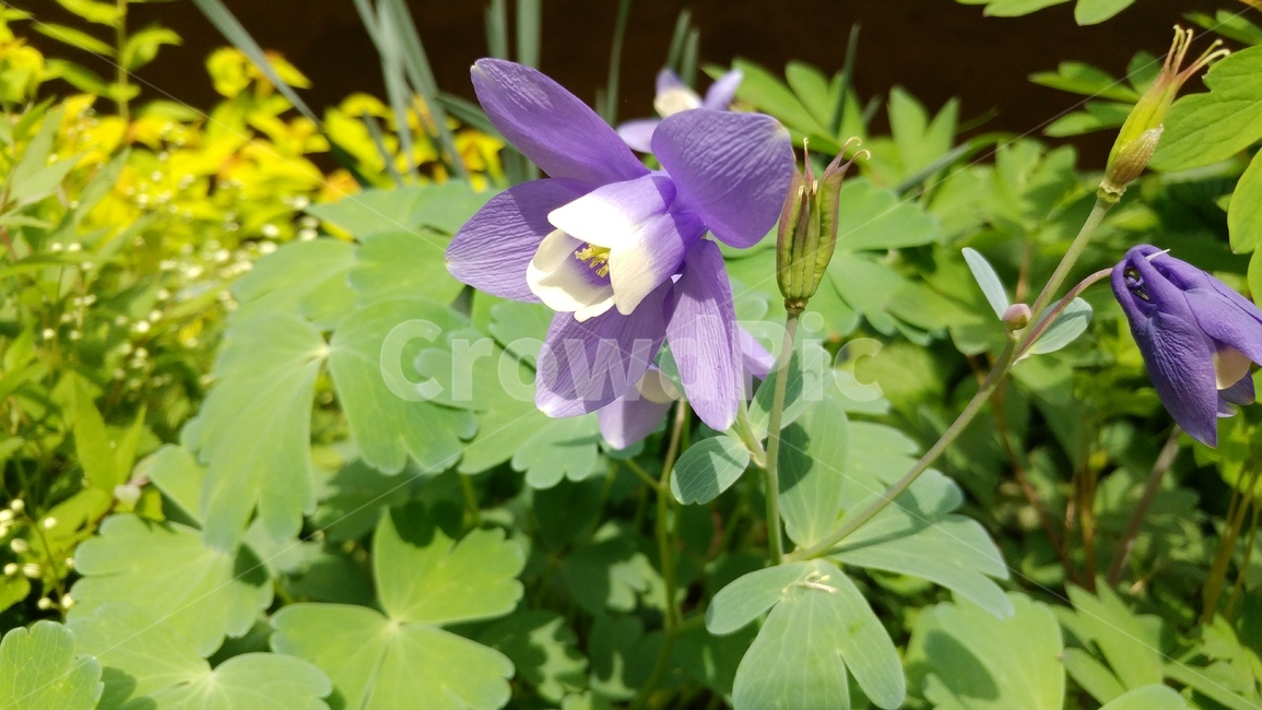 매발톱,매발톱꽃,보러,들꽃,자연,꽃,식물,flower,blossom