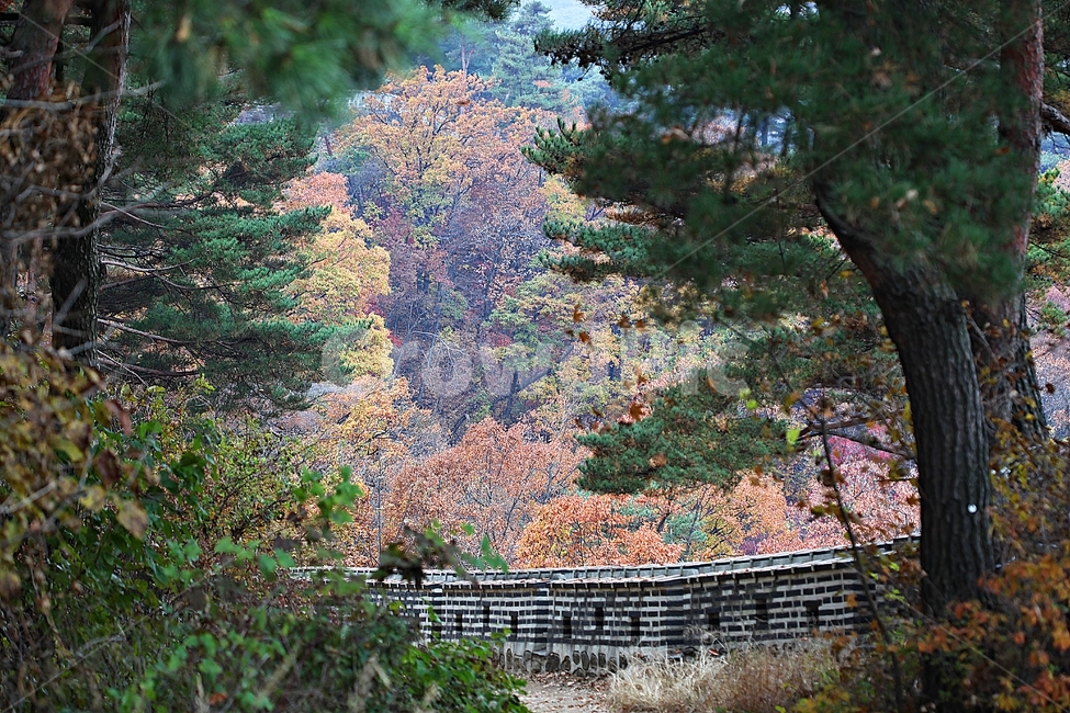 남한산성,성,성곽,단풍,낙엽,길,둘레길,숲,숲길,담,돌담,가을,자연,풍경,벽,울긋불긋,산성,식물,가을,계절,fall,autumn,season