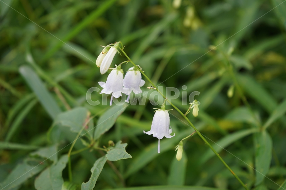 식물,꽃,잔대,야생화,자연,식물,자연,plants,nature,꽃,flower