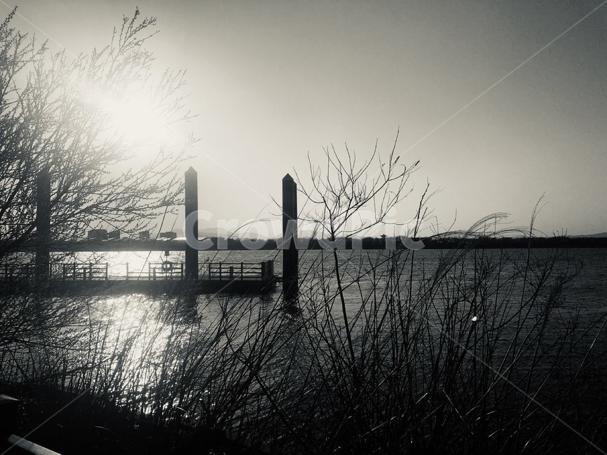 나무,nature,outdoors,옥외,feeling,흑백사진,흑백,tree,나뭇가지,공원,하늘,sky,water,물,waterfront,워터프론트,포트,port,교각,pier,독,dock,흑백,모노톤,monochrome,black and white