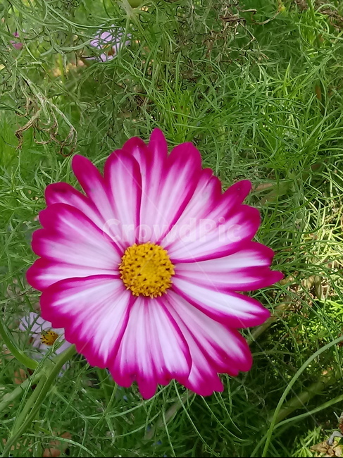 코스모스,꽃,plant,flower,commoncosmos,길국화,꽃잎,가을꽃,식물,자연,plants,nature,꽃,flower
