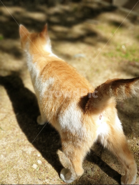 고양이,고양이뒷모습,치즈태비,고양이걷는모습,아기고양이,동물,animal,포유류,mammal,고양이,cat,kitten,kitty