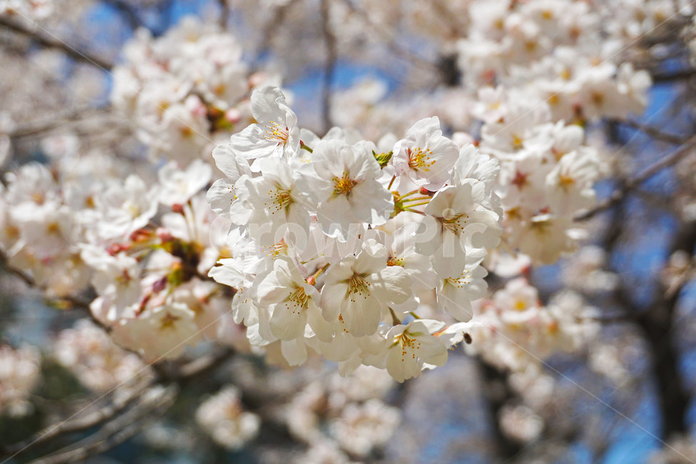 벚꽃,꽃,꽃나무,체리블라썸,봄,봄나무,나무,식물,봄느낌,꽃잎,flowers,flower,cherryblossoms,plant,tree,spring,분홍,분홍색,하양,흰색,pink,white,floral,꽃느낌,자연,nature,blossom,bloom,blooming,활짝핀꽃