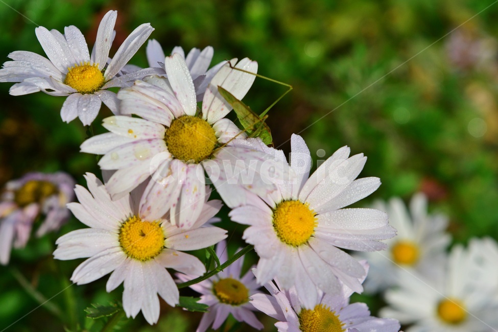 plant,식물,구절초꽃,구절초,blossom,flower,꽃