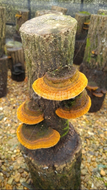 버섯,상황버섯,클로우즈업,름식,자연,재배,버섯,mushroom