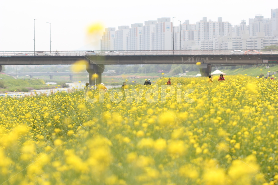 봄,꽃,노랑,spring,flower,yellow,봄,계절,spring,season,도시,풍경,city,landscape,한국도시풍경,한국도시경관,korea cityscape,사람들,대중,군중,other people,crowd,field,들