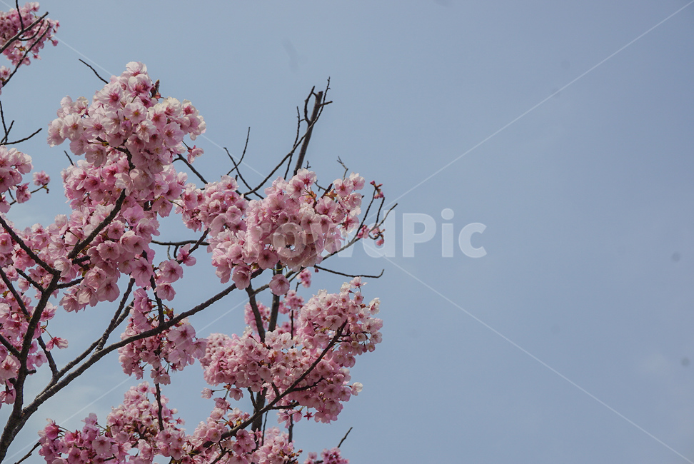 벚꽃,식물,꽃,나무,봄꽃,flower,봄,계절,spring,season,식물,자연,plants,nature,꽃,flower,plant,blossom