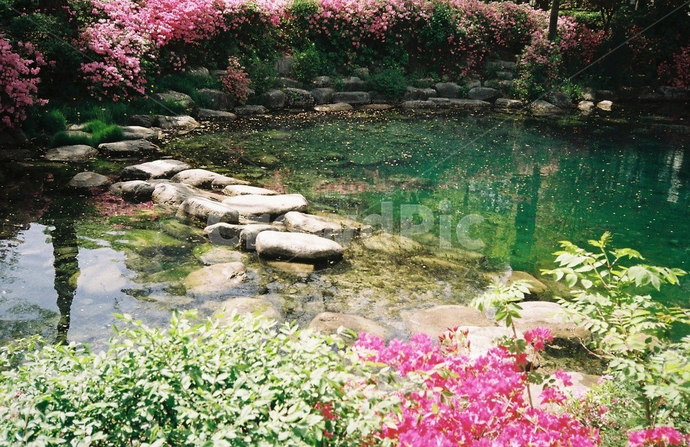 황지연못,연못,강원도,태백,꽃놀이,봄꽃,꽃,풍경,자연,자연,풍경,nature,landscape,휴식,힐링,rest,relaxation,healing,water,물,outdoors,옥외