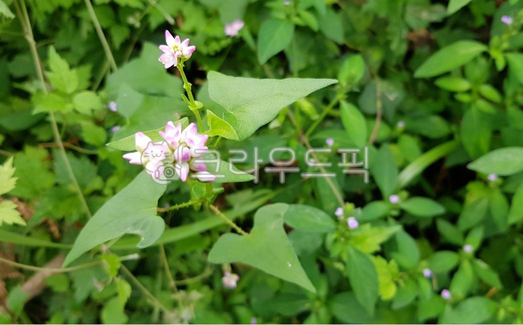 Baby Sakwang,annual vine plant,edible plants,leaf,flower,square stem,Daughterinlaws flower,Nodule family,thorn stem,weed,medicinal plants,Daughterinlaws washing machine