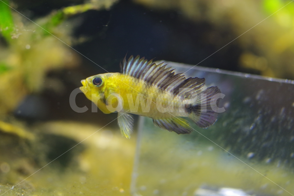 fish,tropicalfish,열대어,아피스토그라마,관상어,apistogramma,동물,animal,어류,물고기,fish