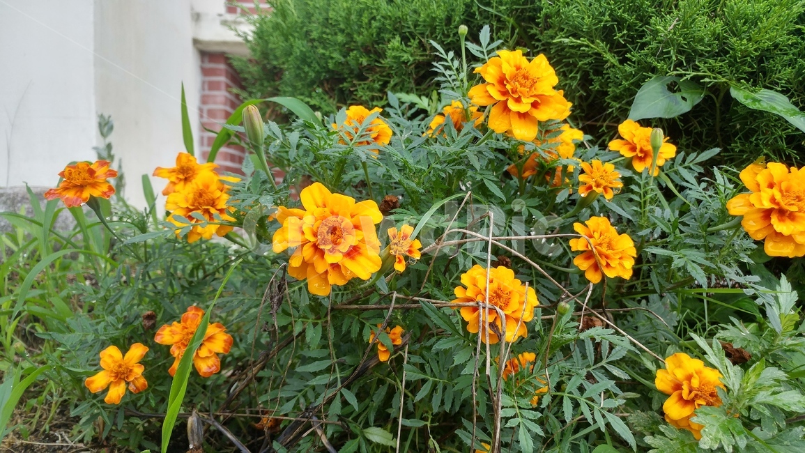 꽃,노란색,국화,식물,자연,flower,yellow,plant