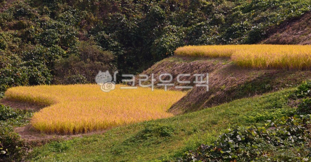 Gyeongnam,nature,Soya Village,Terrain rice field,attic rice field,autumn evenings,agricultural land,Geochang,Geochang evening,outdoors,field,Soya Village Terrain Rice Field,rice farming,season,Agriculture,autumn,Geochang Soya Village