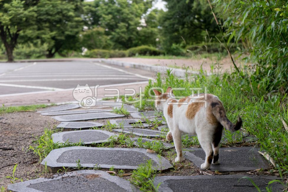 rest,calico cat,nature,tail,back,bow down,Korean Shorthair,stray cat,flagstone,road,cat,animal,weed,stone road,wild,mammalia,walk