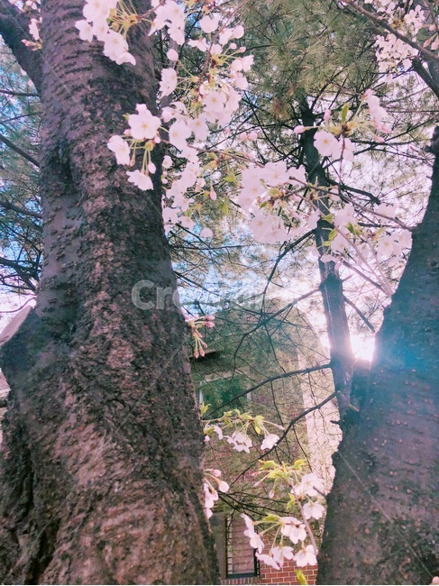 봄,봄사진,spring,벚꽃,벚꽃사진,벚꽃놀이,nature,cherryblossom,Blossom,꽃놀이,Picture,flower,Korea,식물,자연,plants,nature,꽃,flower,나무,trees,wood
