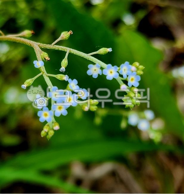 flower,꽃마리,꽃마리꽃,꽃,들풀,들꽃,잣냉이,하늘색,petal,꽃잎,leaf,잎