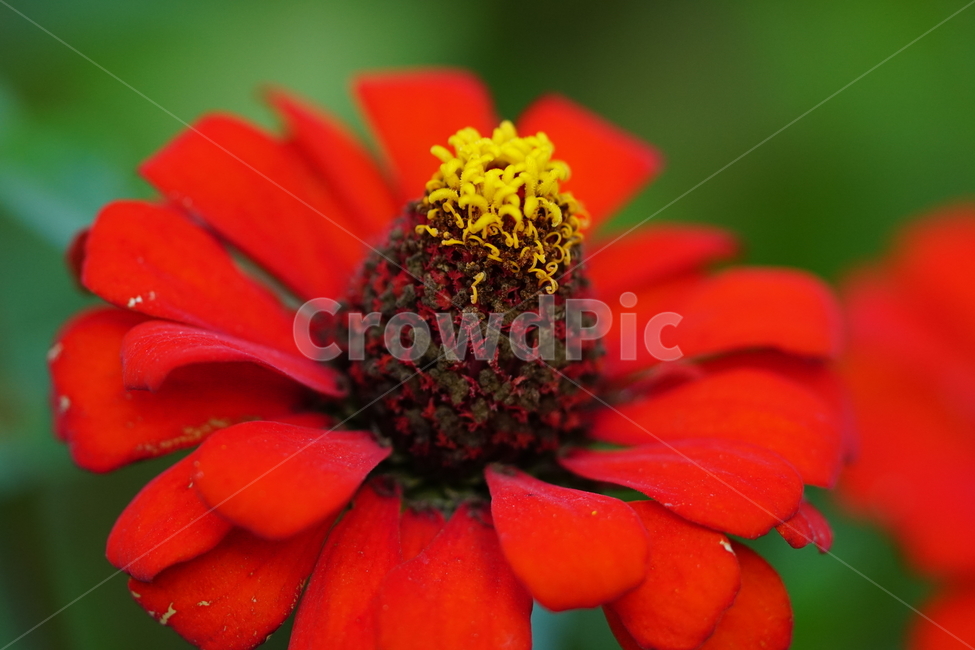 백일홍,꽃,플라워,자연,식물,가을꽃,가을,crapemyrtle,zinnia,flower,nature,plants,autumn,fall,10월,october,식물,자연,plants,nature,꽃,flower