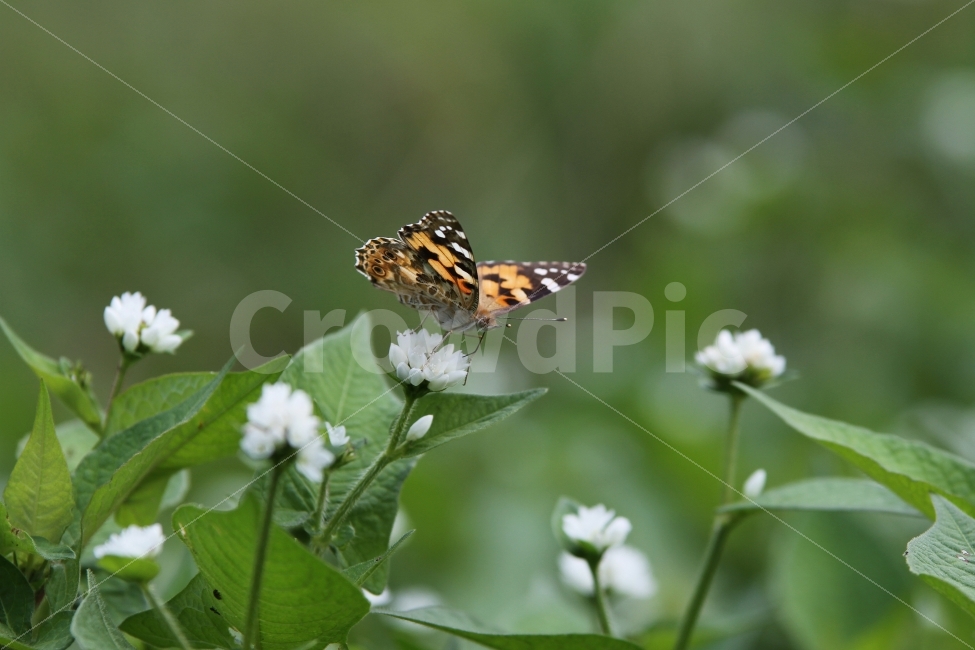 나비,꽃,식물,곤충,고마리꽃,감성사진,식물,자연,plants,nature,꽃,flower,동물,animal,곤충,벌레,insect,bug
