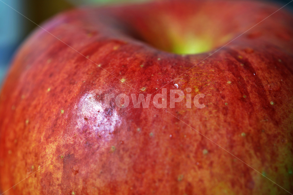 사과,과일,열매,식물,apple,fruit,음식,부사,빨간사과,과일,열매,fruit