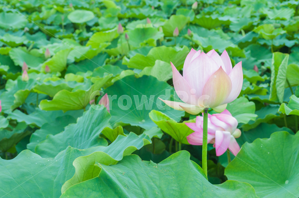 연꽃,lotus,연못,꽃,연잎,여름꽃,자연,flower,pond,안압지,연꽃단지,식물,자연,plants,nature,꽃,flower