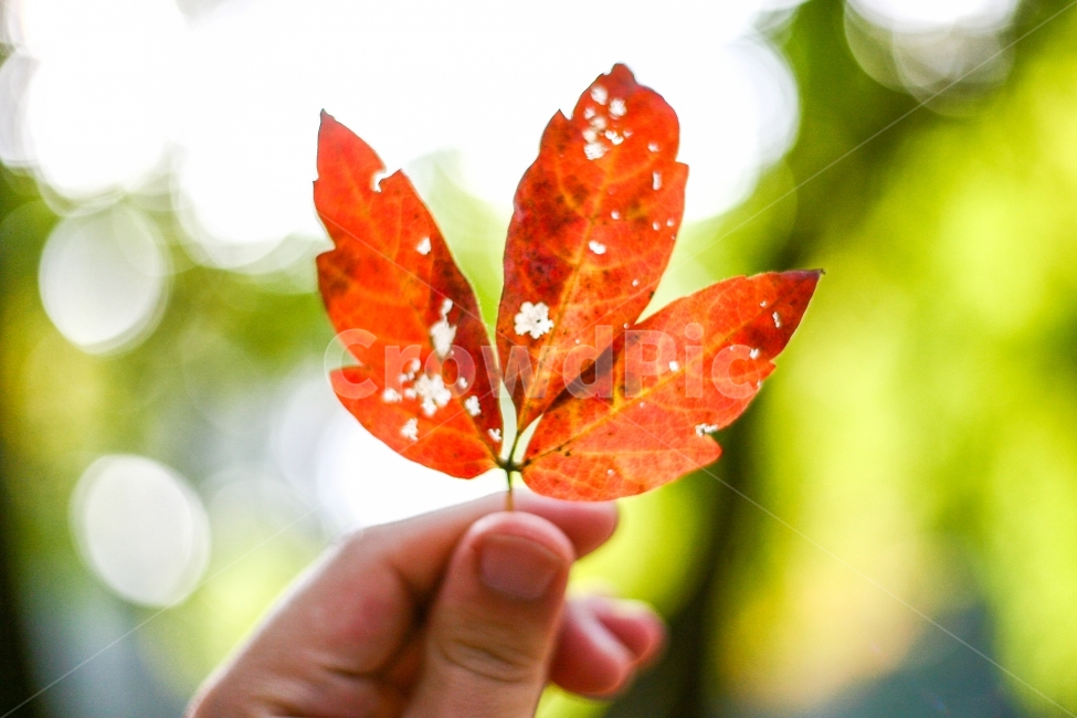 낙엽,식물,감성사진,가을,나뭇잎,잎,초록,주황,산,숲,자연,잎사귀,풀,색감,maple,Fall,autumn,leaf,trees,ecofriendly,단풍,춘하추동,접사,가을,계절,fall,autumn,season,식물,자연,plants,nature,감성,sensible,feeling,plant,tree,나무