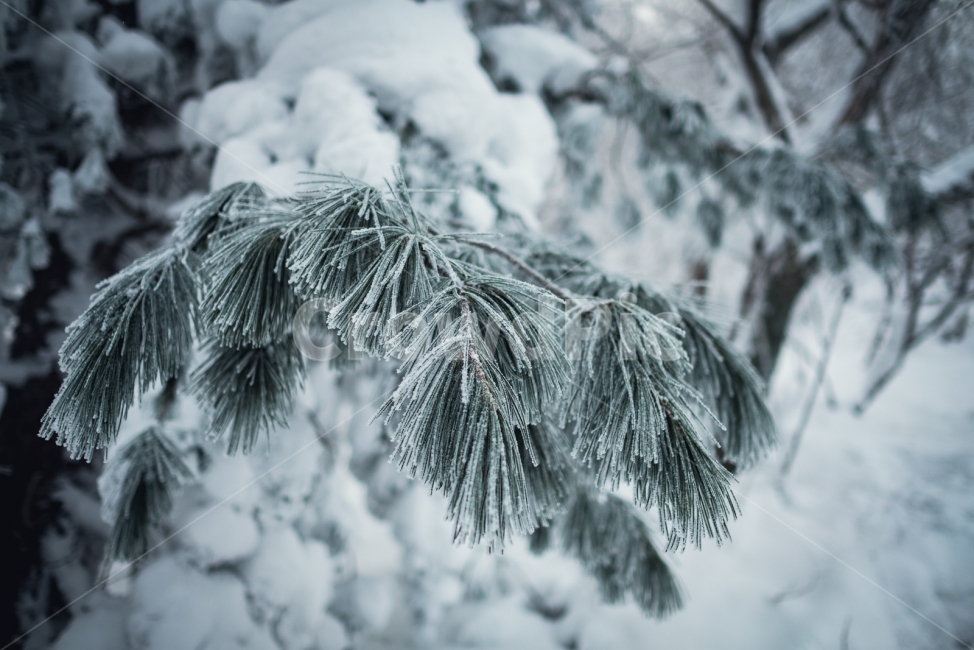 덕유산,겨울,설산,나무,눈,향적봉,무주,눈꽃,겨울산,폭설,정상,겨울,계절,winter,season,식물,자연,plants,nature,나무,trees,wood