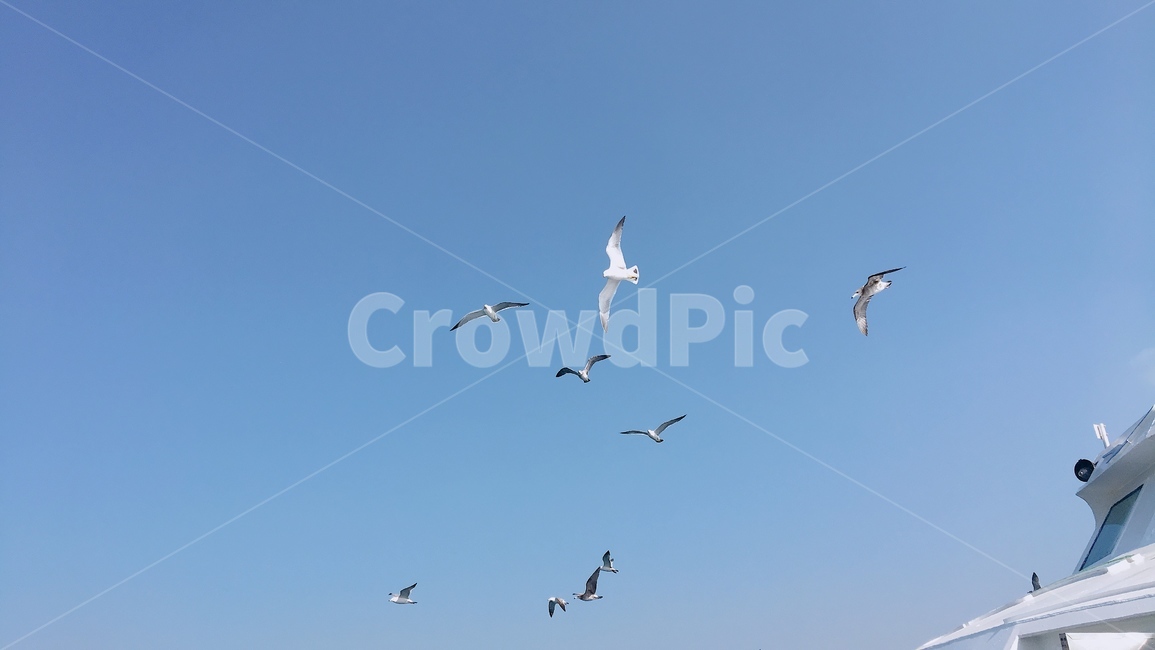 하늘,갈매기,새,배,자유,푸른색,비상,여름,동물,animal,조류,새,birds